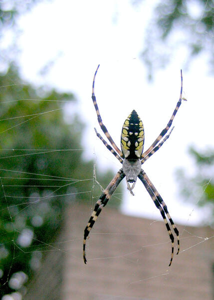 zigzag-web X-spider