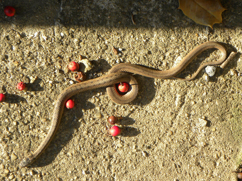 snake-berry loop