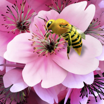 honey bee on pink cherry blossoms