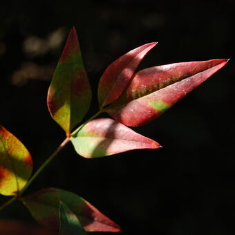 9-nandina-leaves.jpg