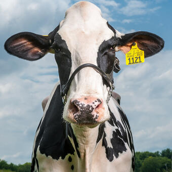 Happy Holstein 