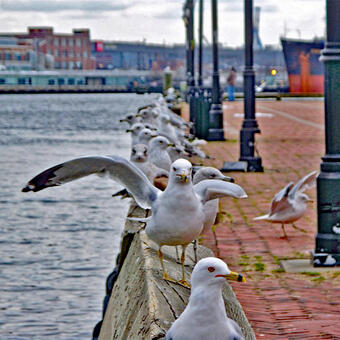 The City Pier and the Seagulls Take-Off Time
