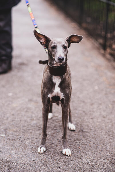 Whippet Mix, London, from Street Portraits