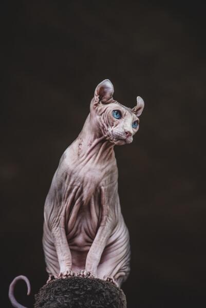 Elf Cat, Chewbacca, from UNUSUAL PET PROJECT