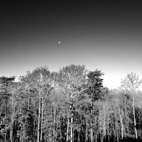 4-tree-grove-with-setting-moon.jpg