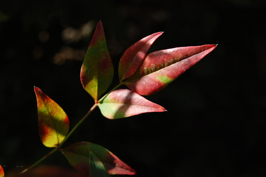 9-nandina-leaves.jpg
