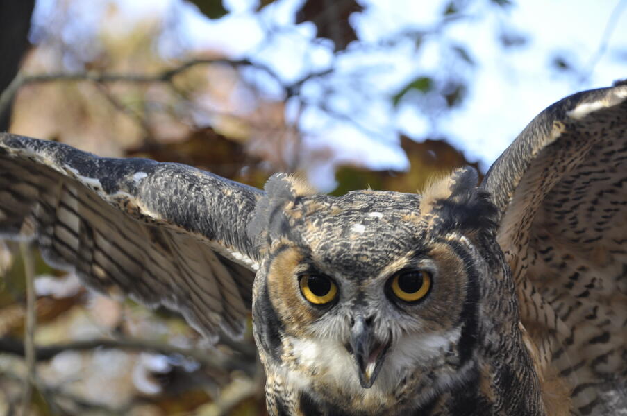 Great Horned Owl #1