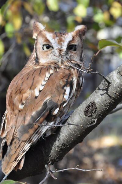 Eastern screech-owl (red phase)