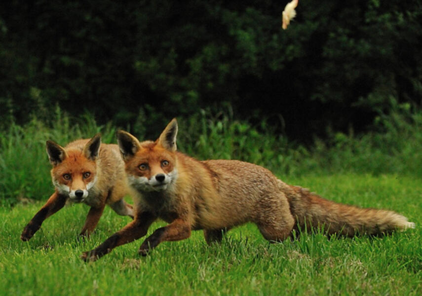 fox-running.jpg