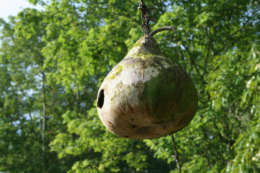 underside of hanging gourd