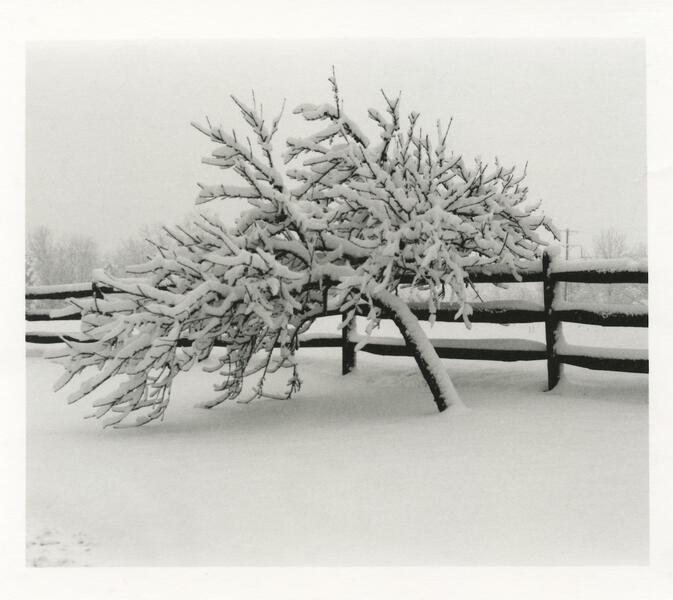 Fruit tree under snow