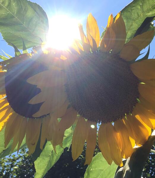 Rays of Sunflower