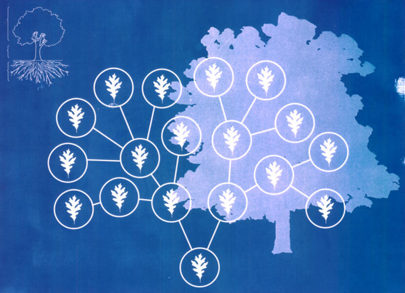 Atlas of Networks: Oak Tree