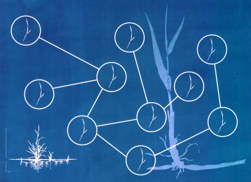 Atlas of Networks: Rhizomatic Grass