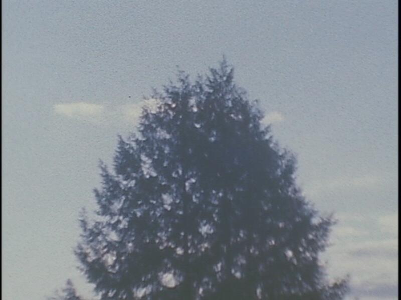 Tree06.jpg