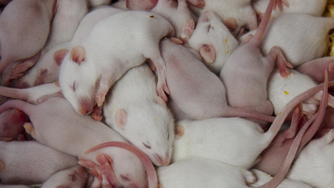 Pile of Rats 