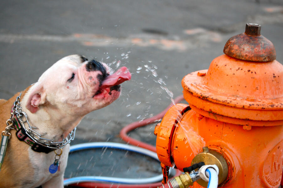 A Dog's Best Friend: A Fire Hydrant
