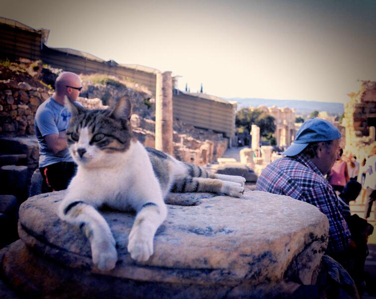 A Feline Sentinel at Ephesus, Turkey