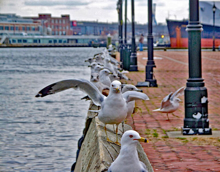 Seagulls Preparing for Take Off in Fell's Point