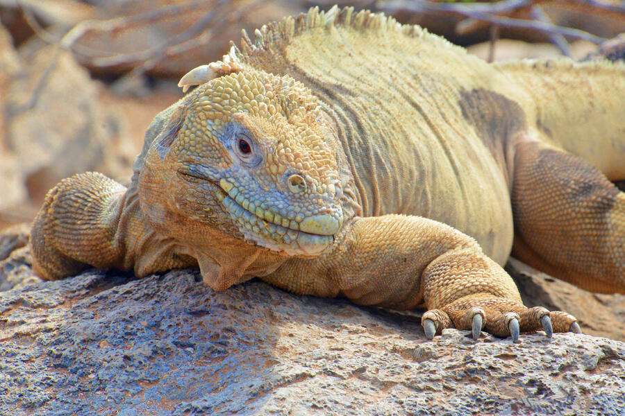 The Iguana of the Galapagos