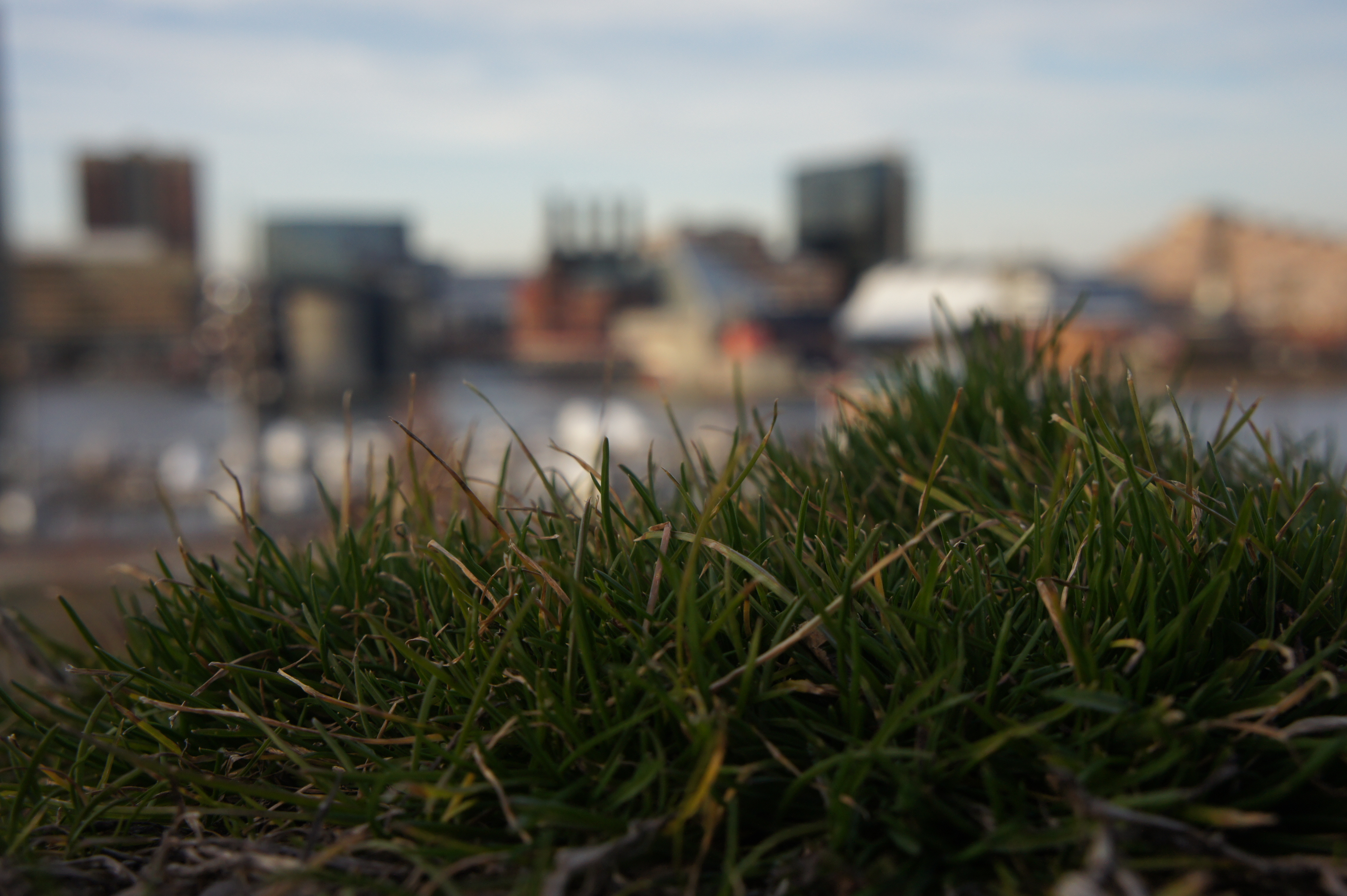 a photograph of grass (close up) with a blurry view of the sky and building and water taken by Jennifer N. Shannon