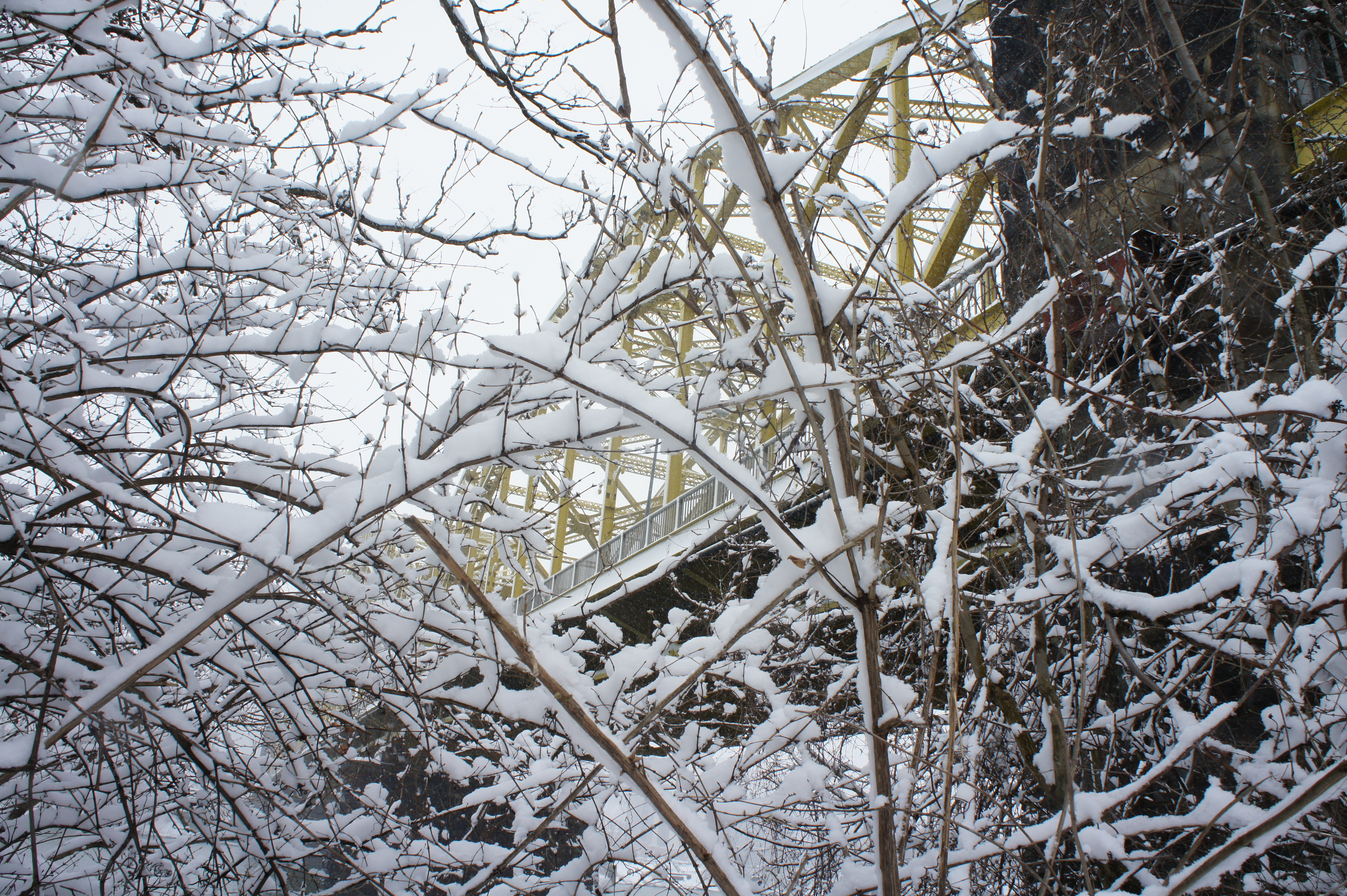 A photograph of snowy trees and a bridge, taken by Jennifer N. Shannon