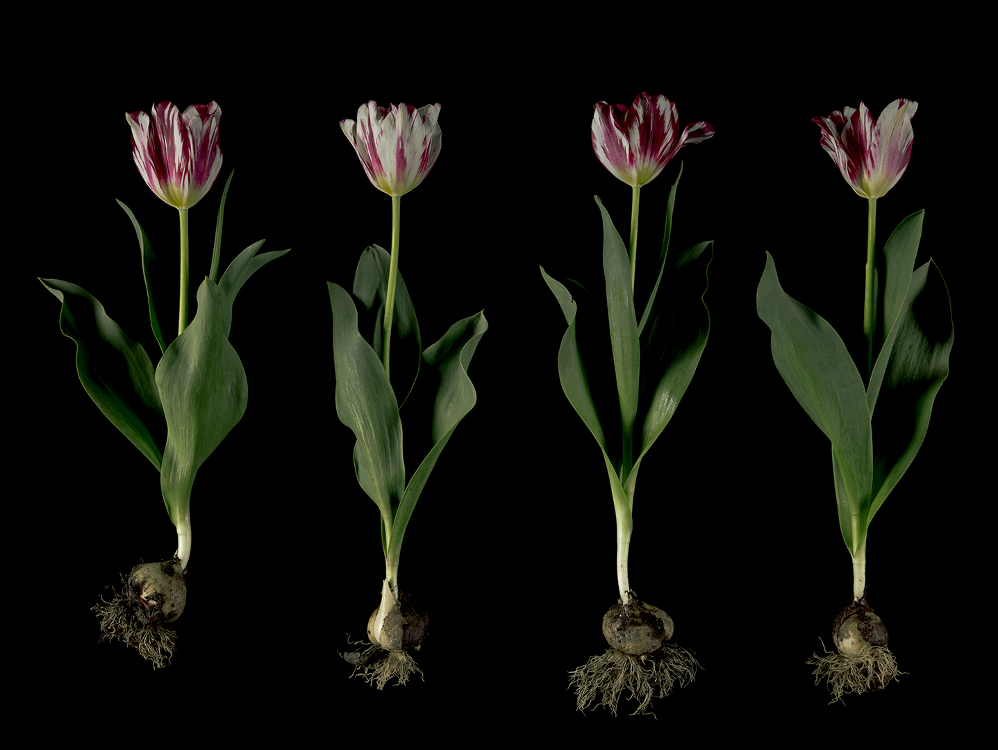 'Silver Standard' Broken Tulips