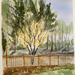 Wingate Backyard  8x10