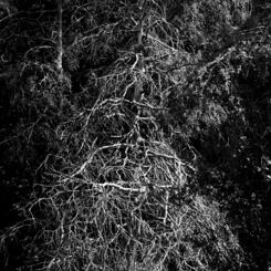 Ghost Forest Series