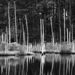 Ghost Forest Series