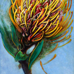 Shapeshifter Protea
