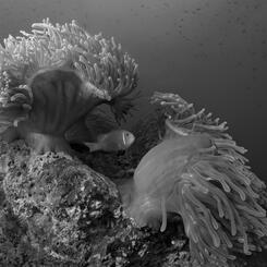 A Moment's Flourish XII