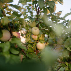 Apples growing along Chauncy Street