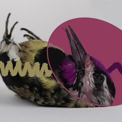 Sapsucker Between Worlds