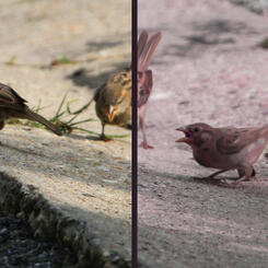Divided Group Of Sparrows