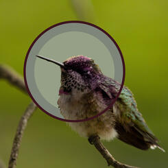 Hummingbird Between Worlds