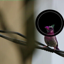 Juvenile Cardinal Between Worlds