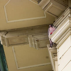 Peregrine With Bird Vision