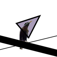 Starling Between Worlds