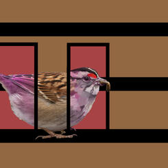 White Throated Sparrow Between Worlds