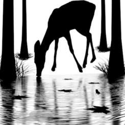 EVENING DEER AT POND