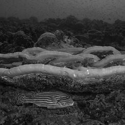 A Moment's Flourish XIII