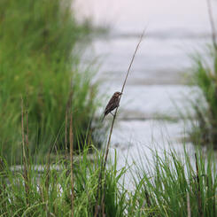 Female Red Winged Blackbird