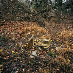 Hedge Apples and Stones