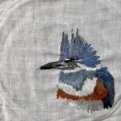 Belted Kingfisher 