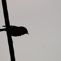 Kinglet Silhouette 
