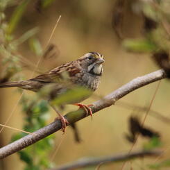 Savannah Sparrow