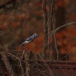 Blue jay takeoff