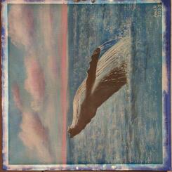 Breaching Humpback Whale