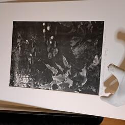 Lily Pond, Kenilworth Aquatic Gardens, Washington, DC 